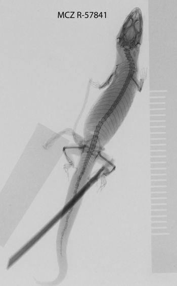 Media type: image;   Herpetology R-57841